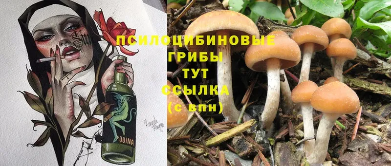 купить наркотики цена  Елабуга  Псилоцибиновые грибы Psilocybine cubensis 